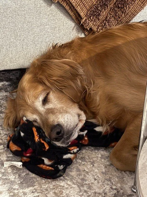 Wrigley lying on toy.jpeg