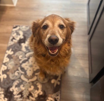 Wrigley sitting.jpeg