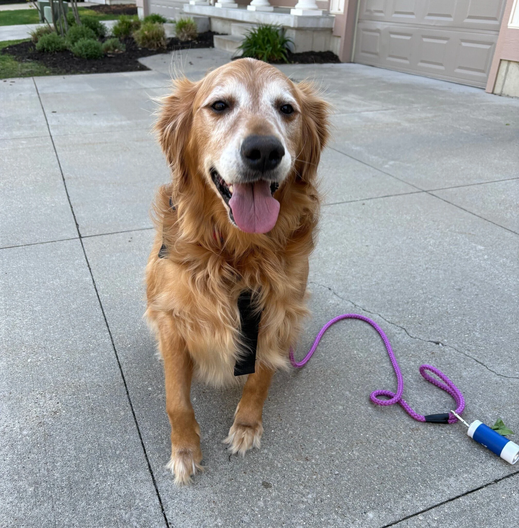 Wrigley sitting outside.jpeg