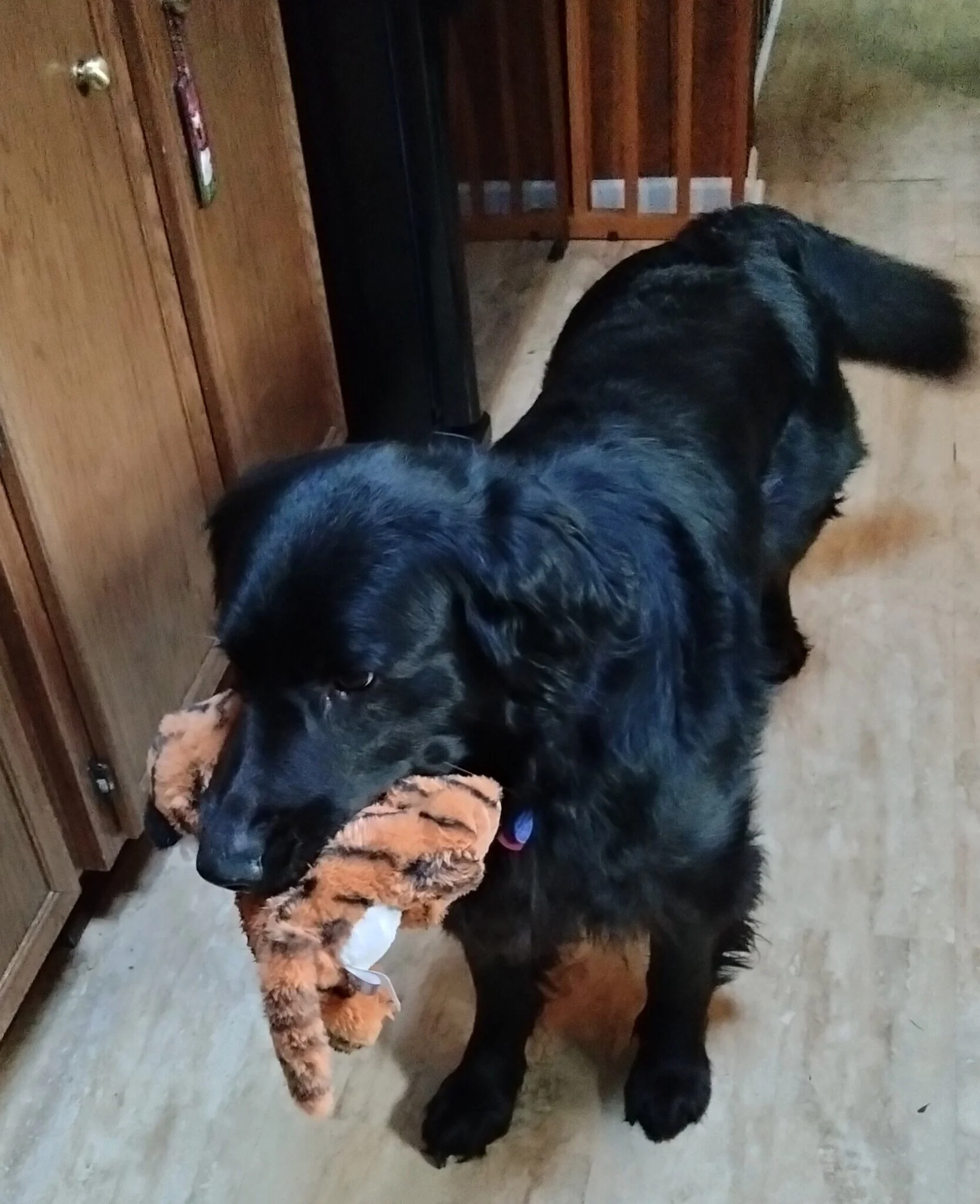 Moose with stuffy.jpg