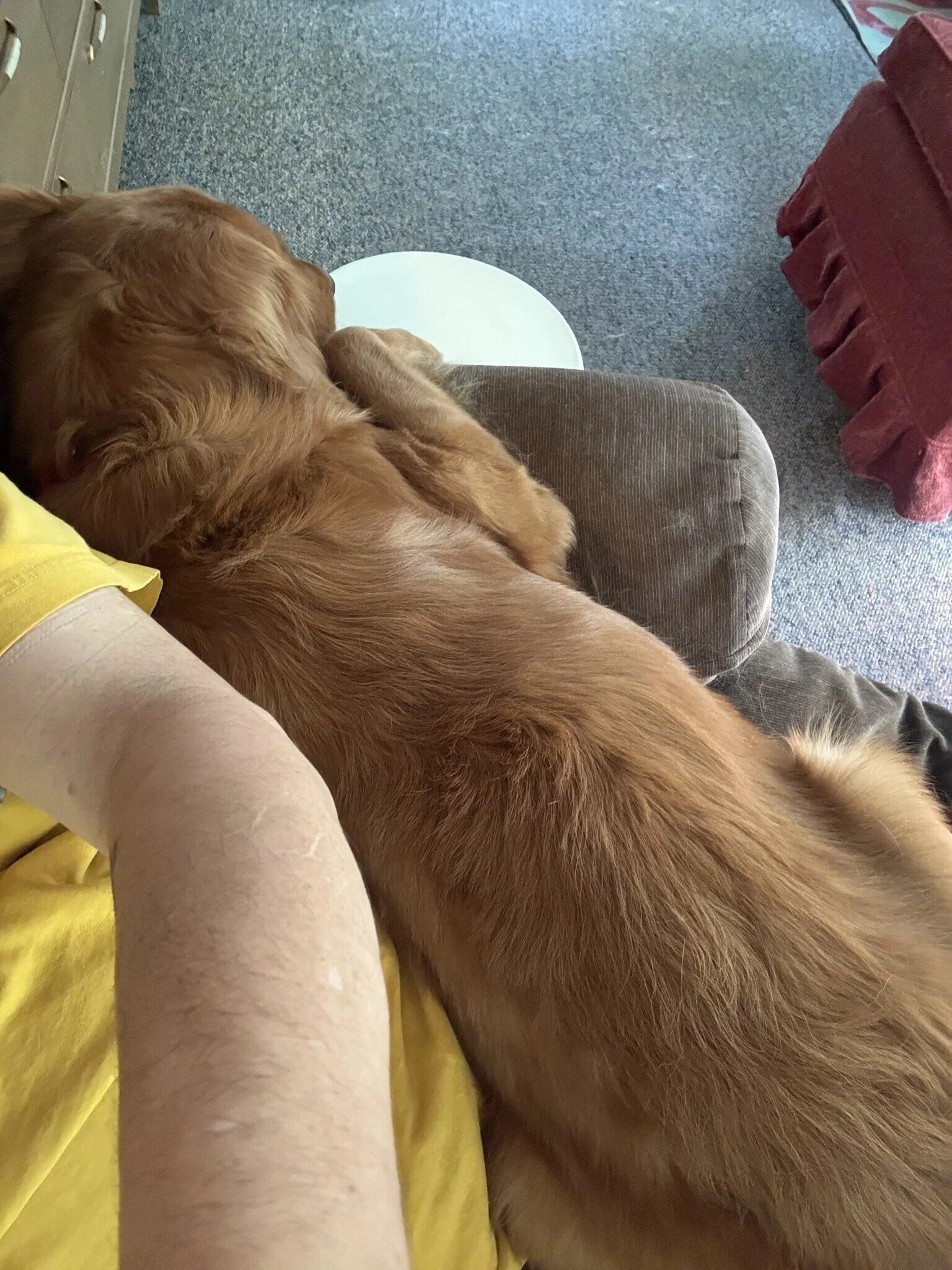 Saint sleeping on lap (002).jpeg