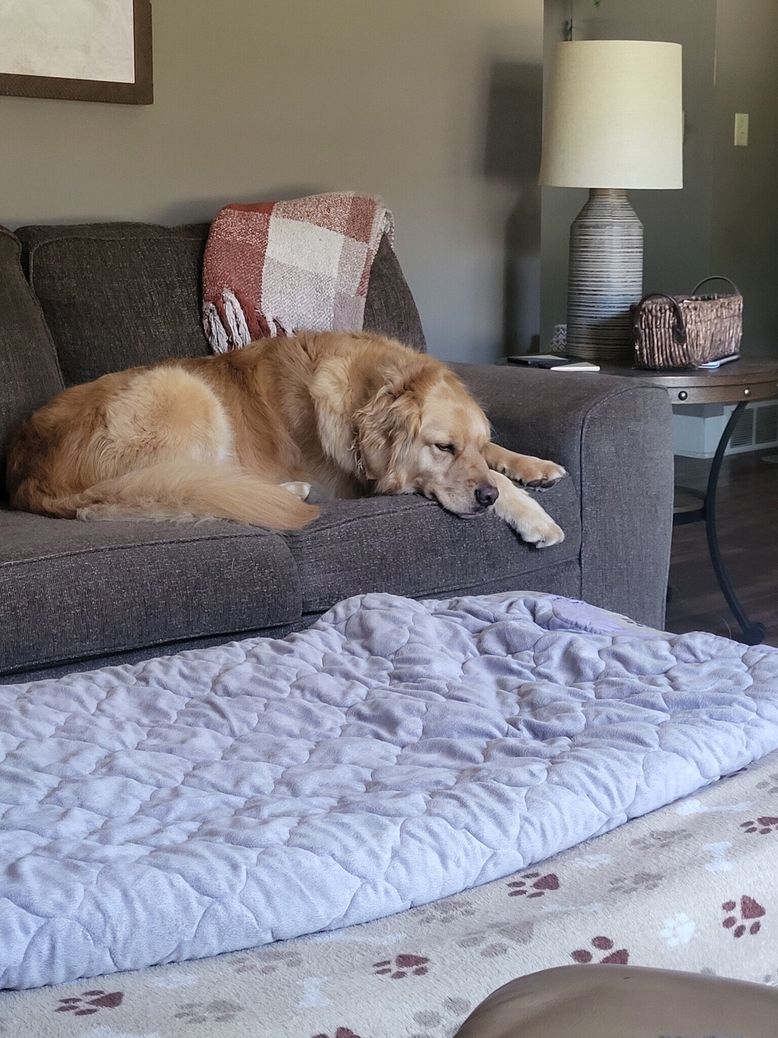 Riley, sleeping on couch.jpg