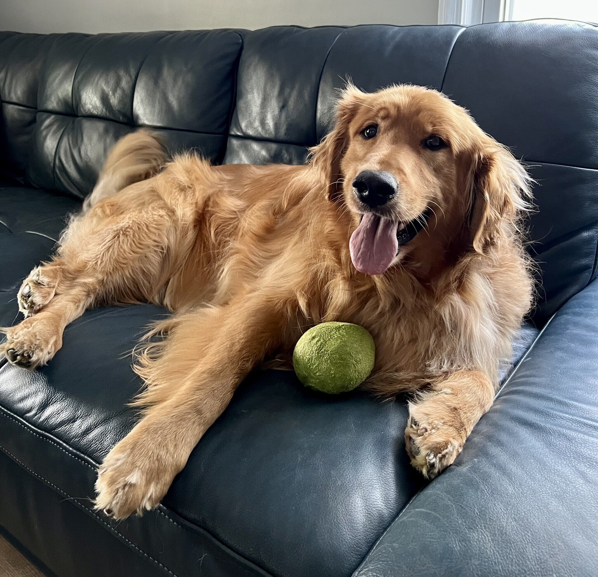 Jake on couch with ball (002).jpeg