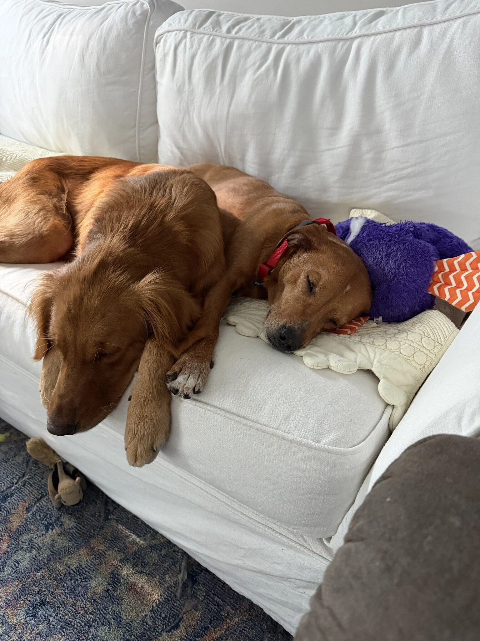Marley &amp; Frankie