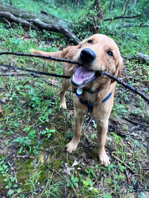 Bentley adoption 2.jpg