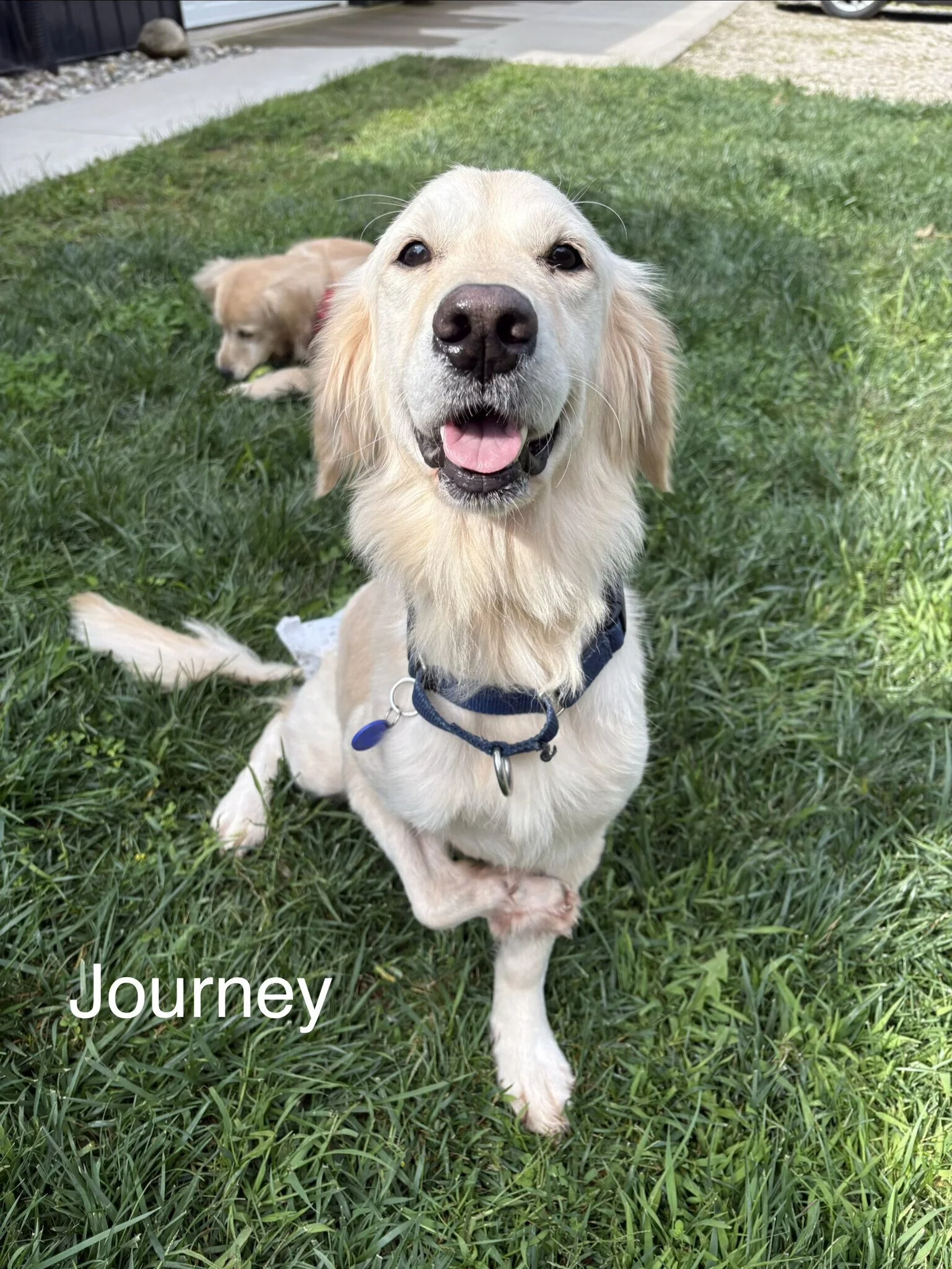 Journey sitting on grass.jpg