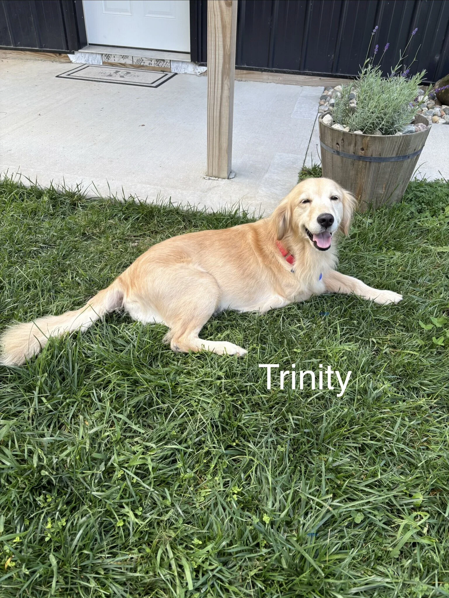 Trinity lying on grass.jpg