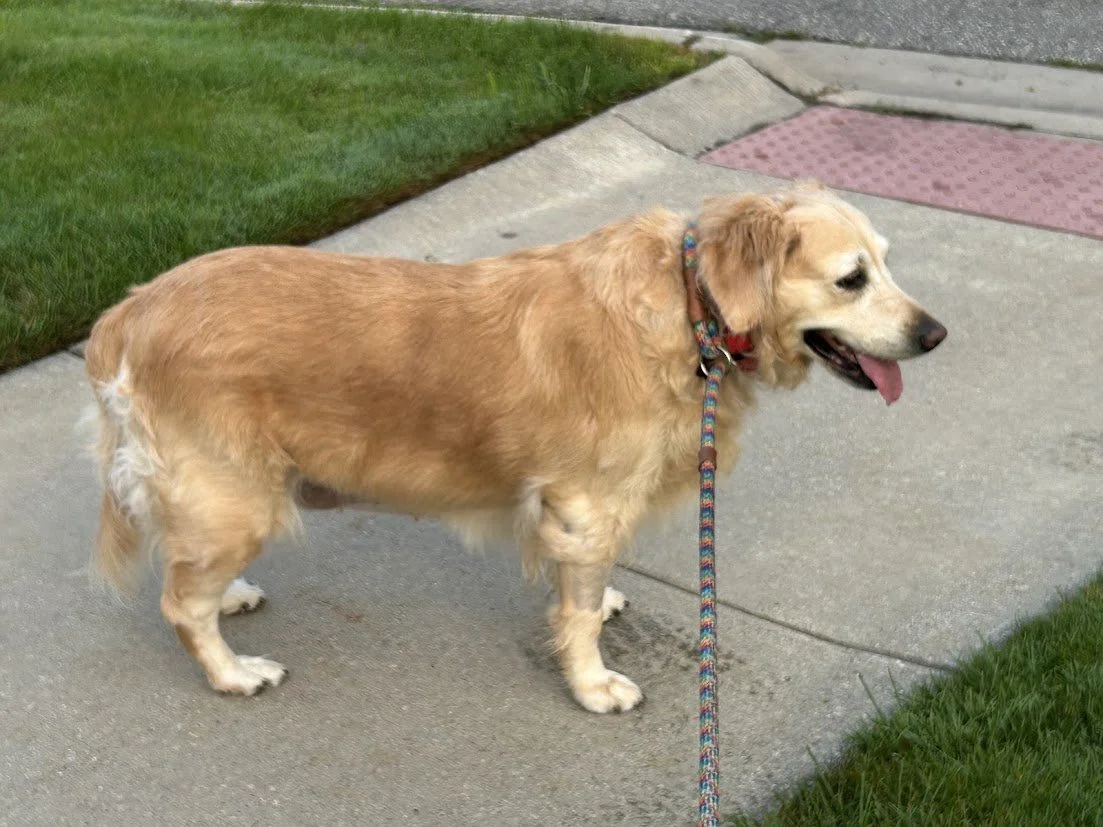 Lady on Leash (002).jpg