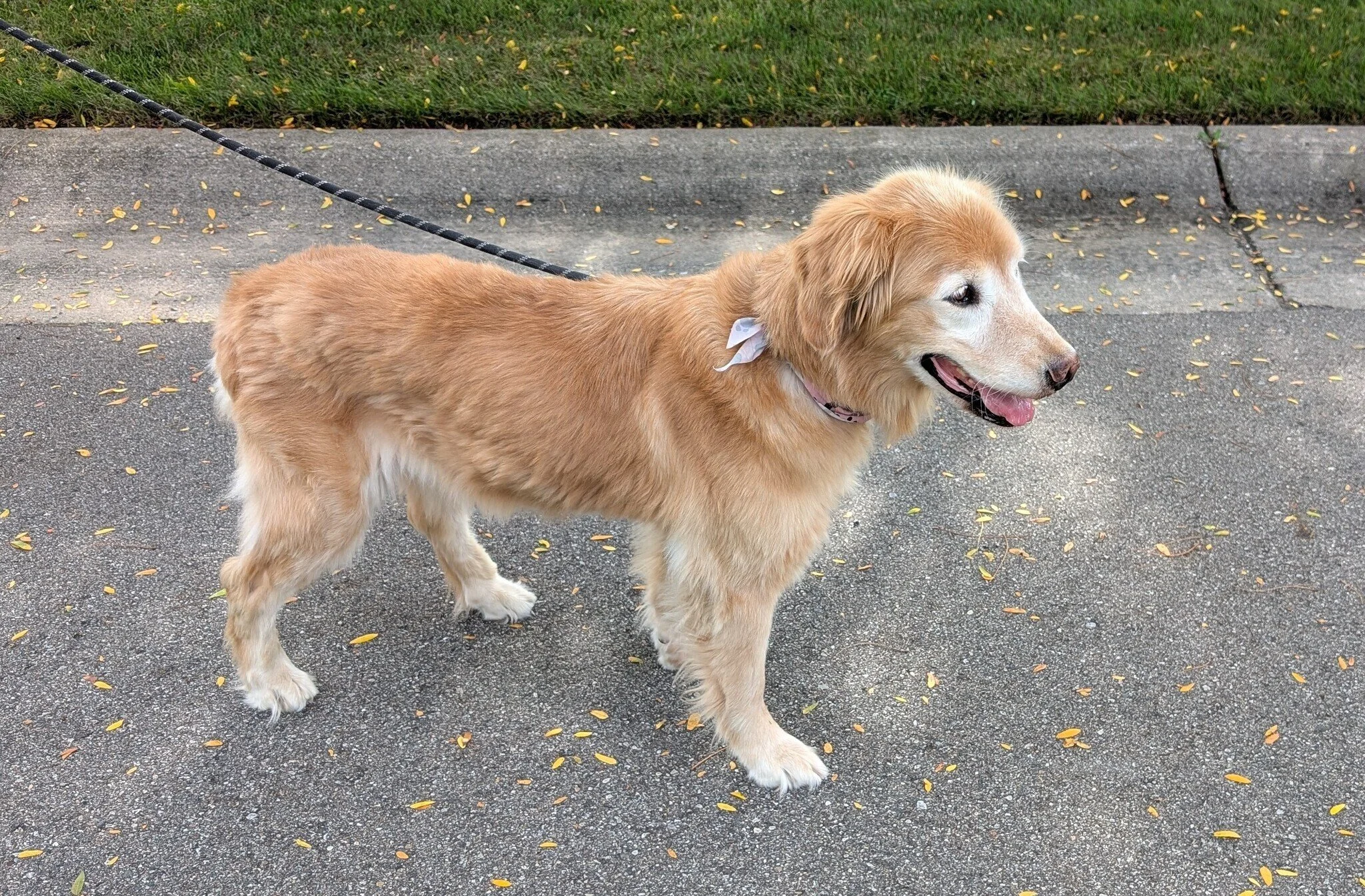 Maggie on walk.jpg