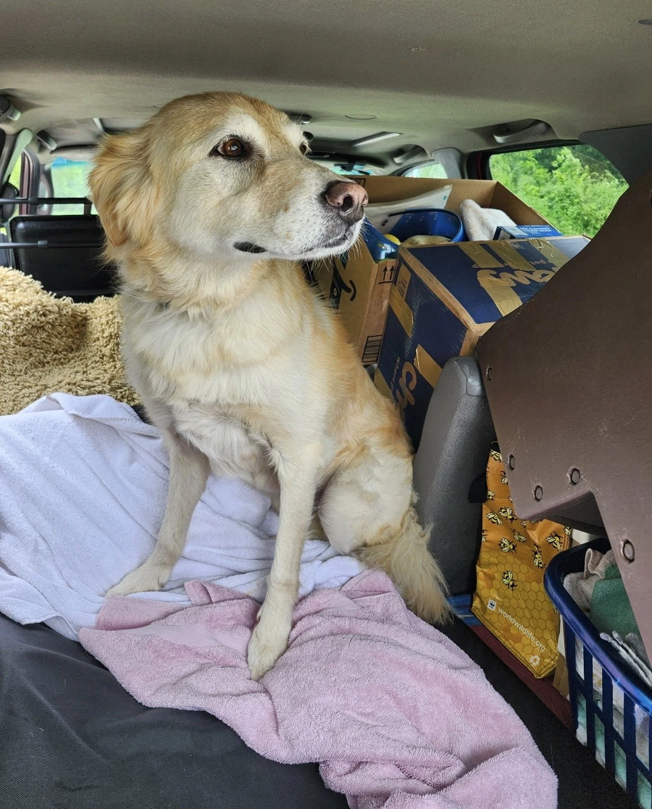 Susie's Second Chance: A Story of Resilience, Healing, and Hope