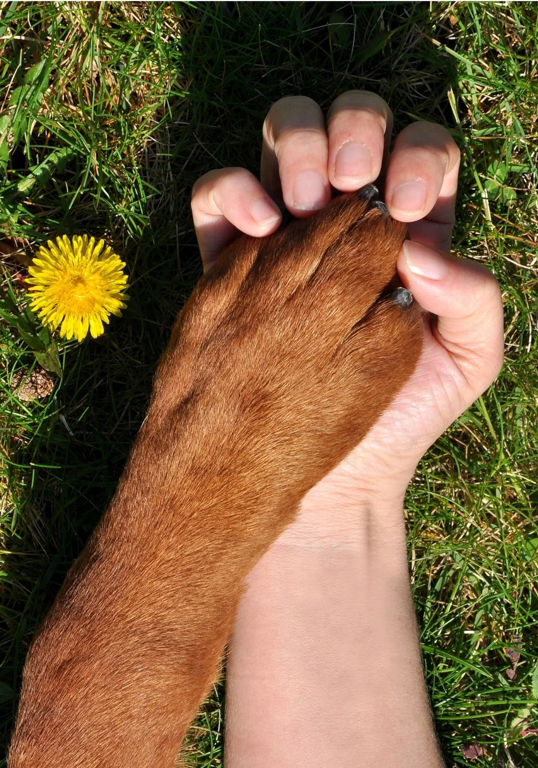 Paw in Hand.jpg