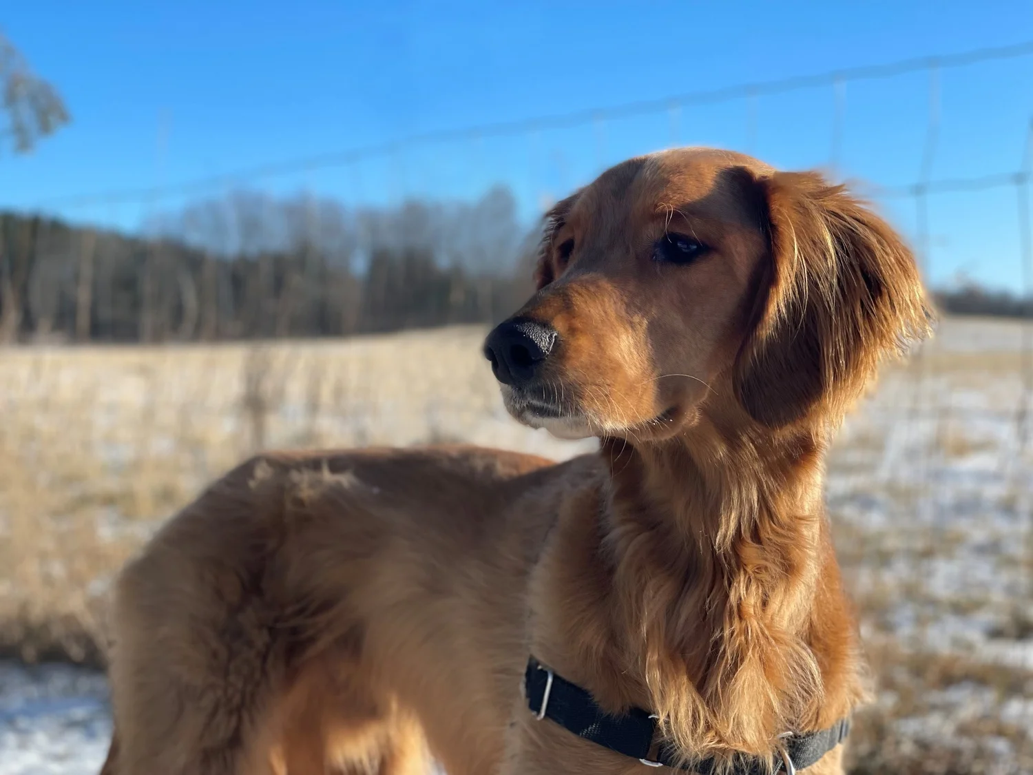 Grrom Golden Retriever Rescue of Michigan
