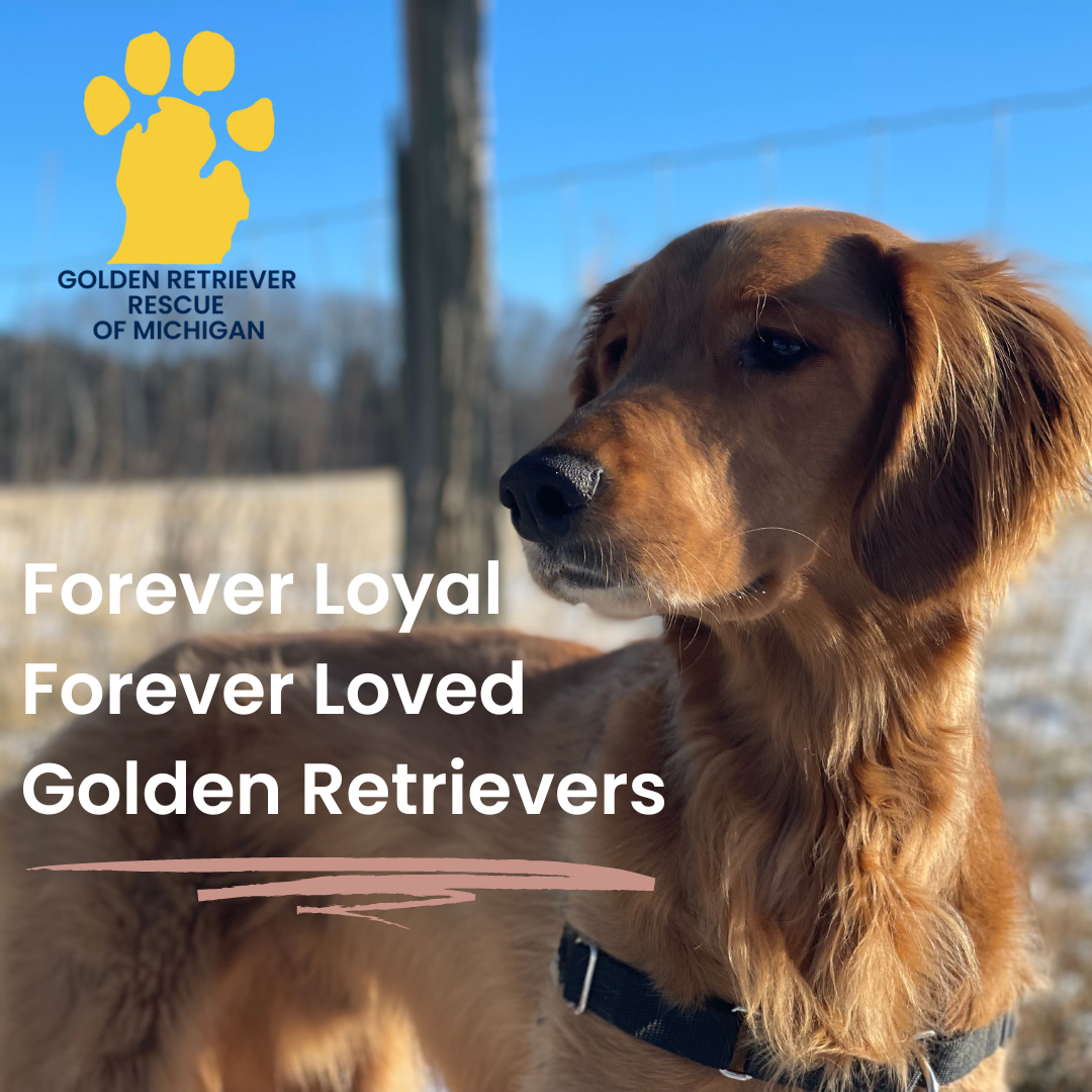 Donate - Golden Retriever Rescue of Iowa (GRRoIowa), image size:1080x1080