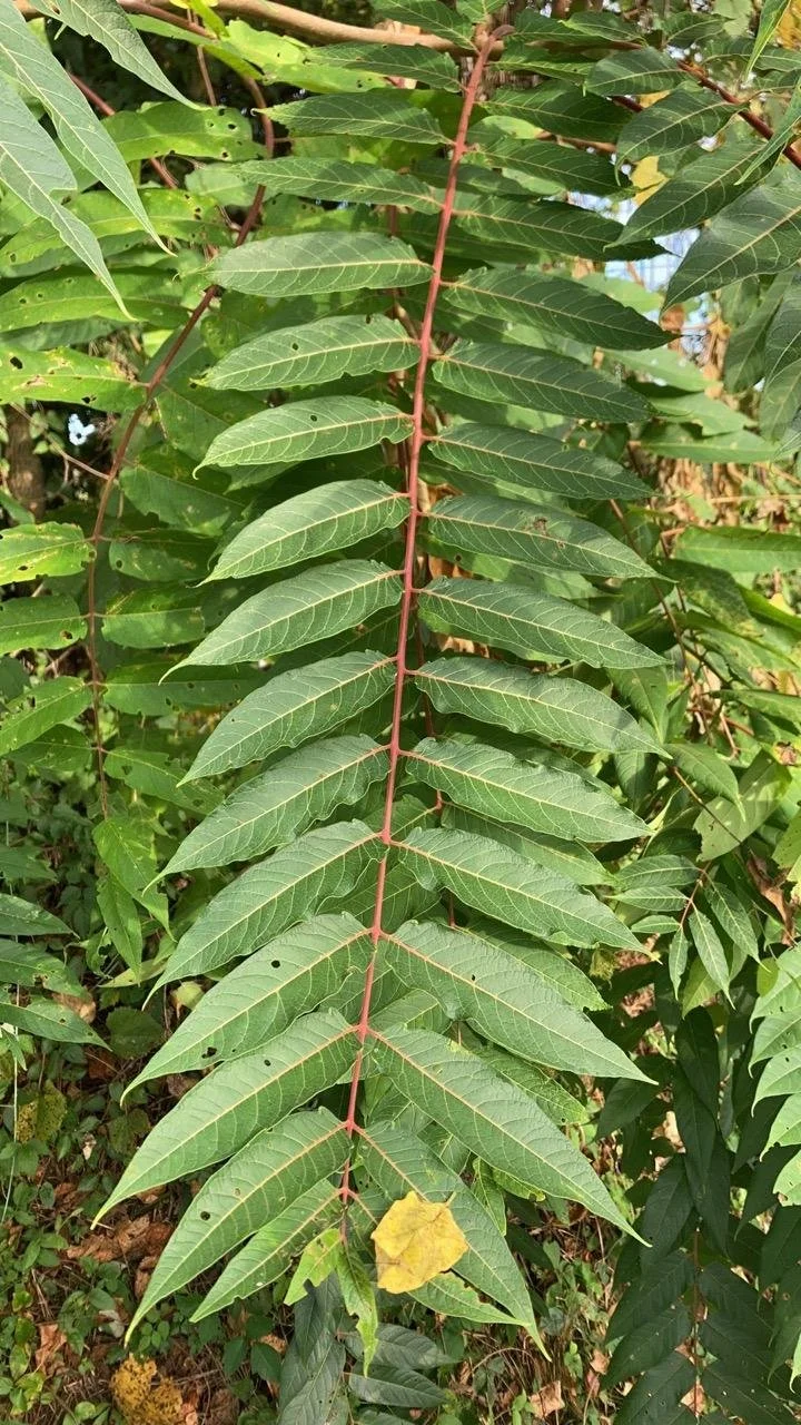 Tree of Heaven Workshop