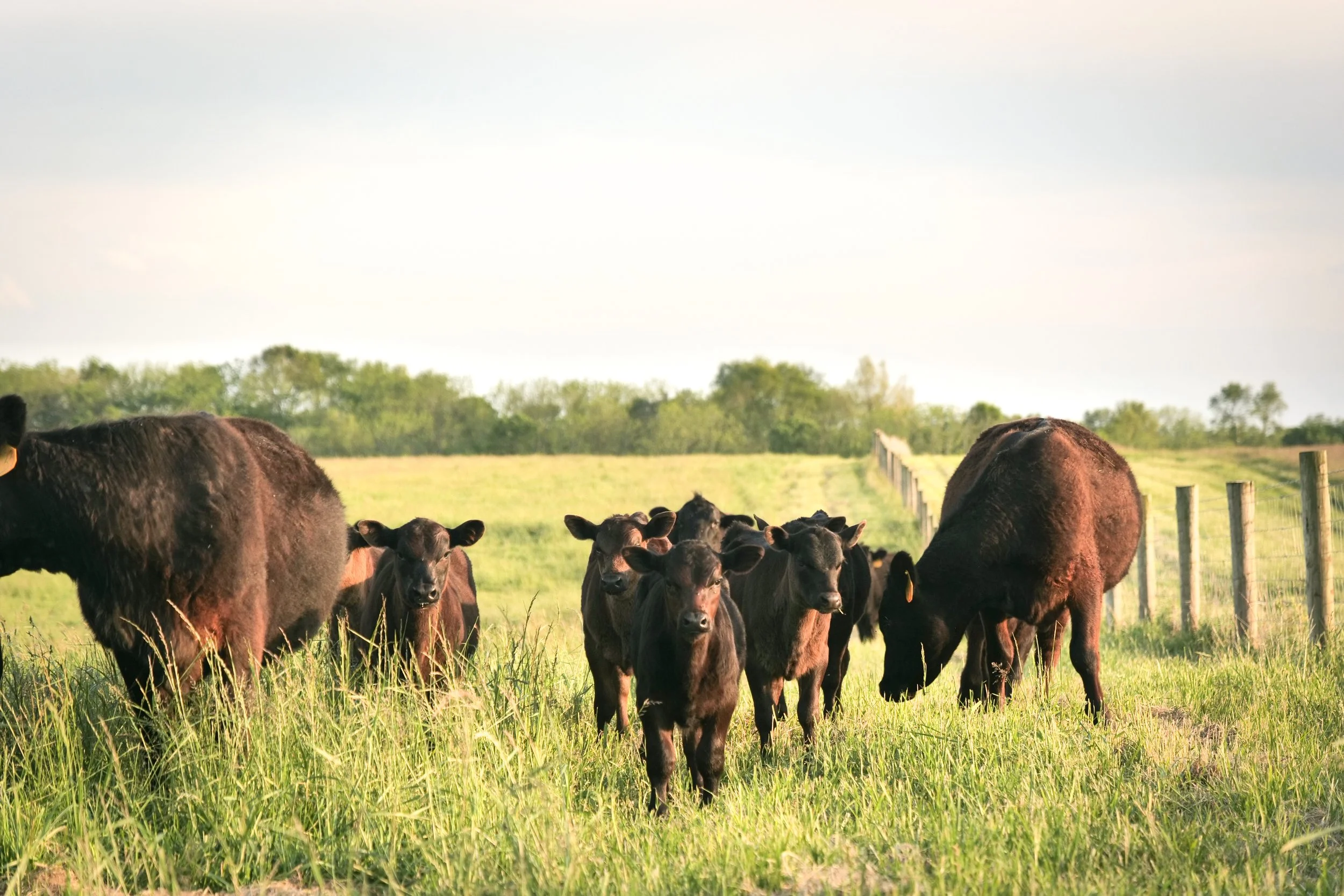 photo by Ben Aguilar. 7-8 young black angus cattle in a field look at the camera.
