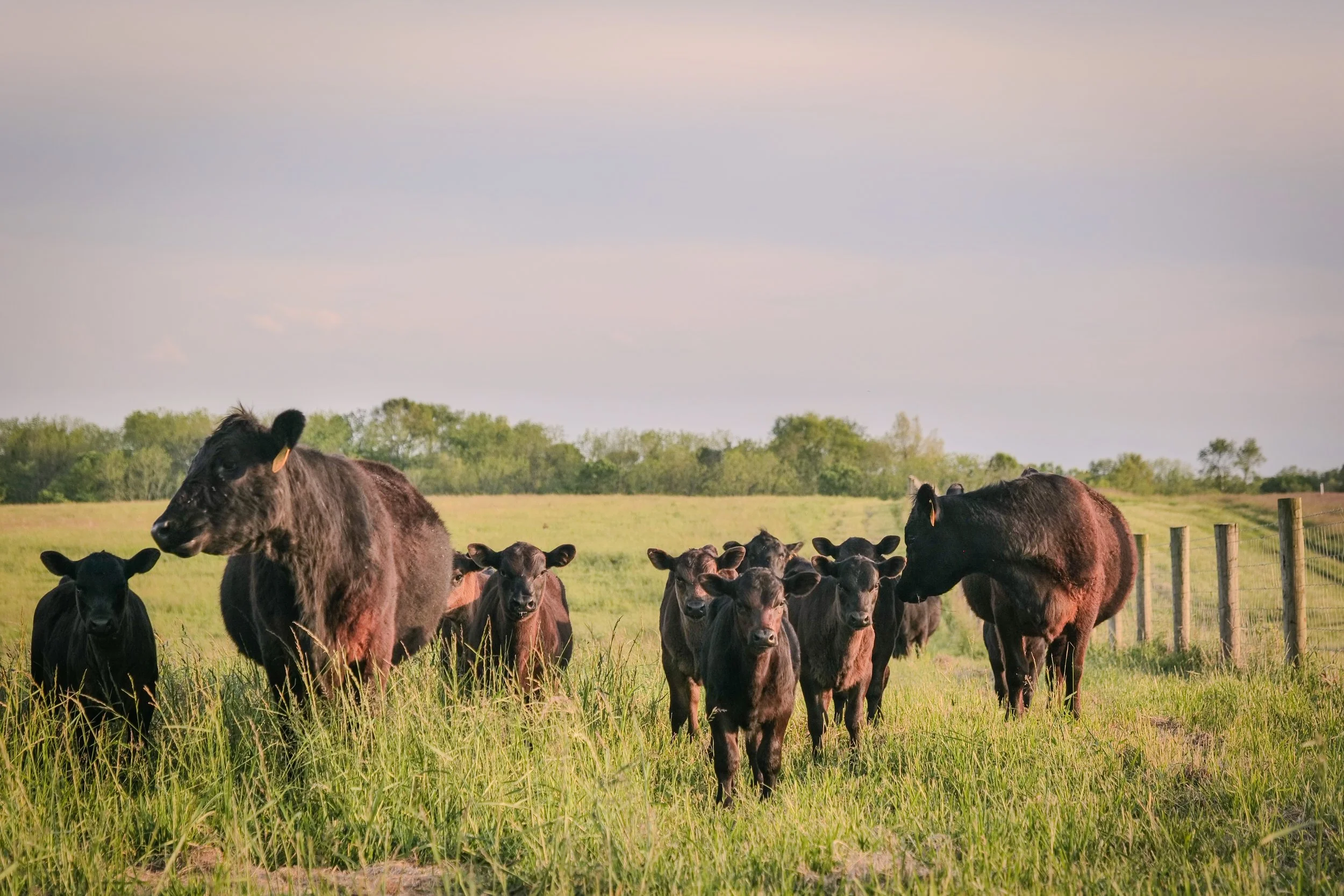 Photo by Ben Aguilar. 2 grown black cows and 5-6 black calves are in a grassy pasture. The early evening sky behind them is pink and light blue. There are trees on the horizon far behind the cattle. 