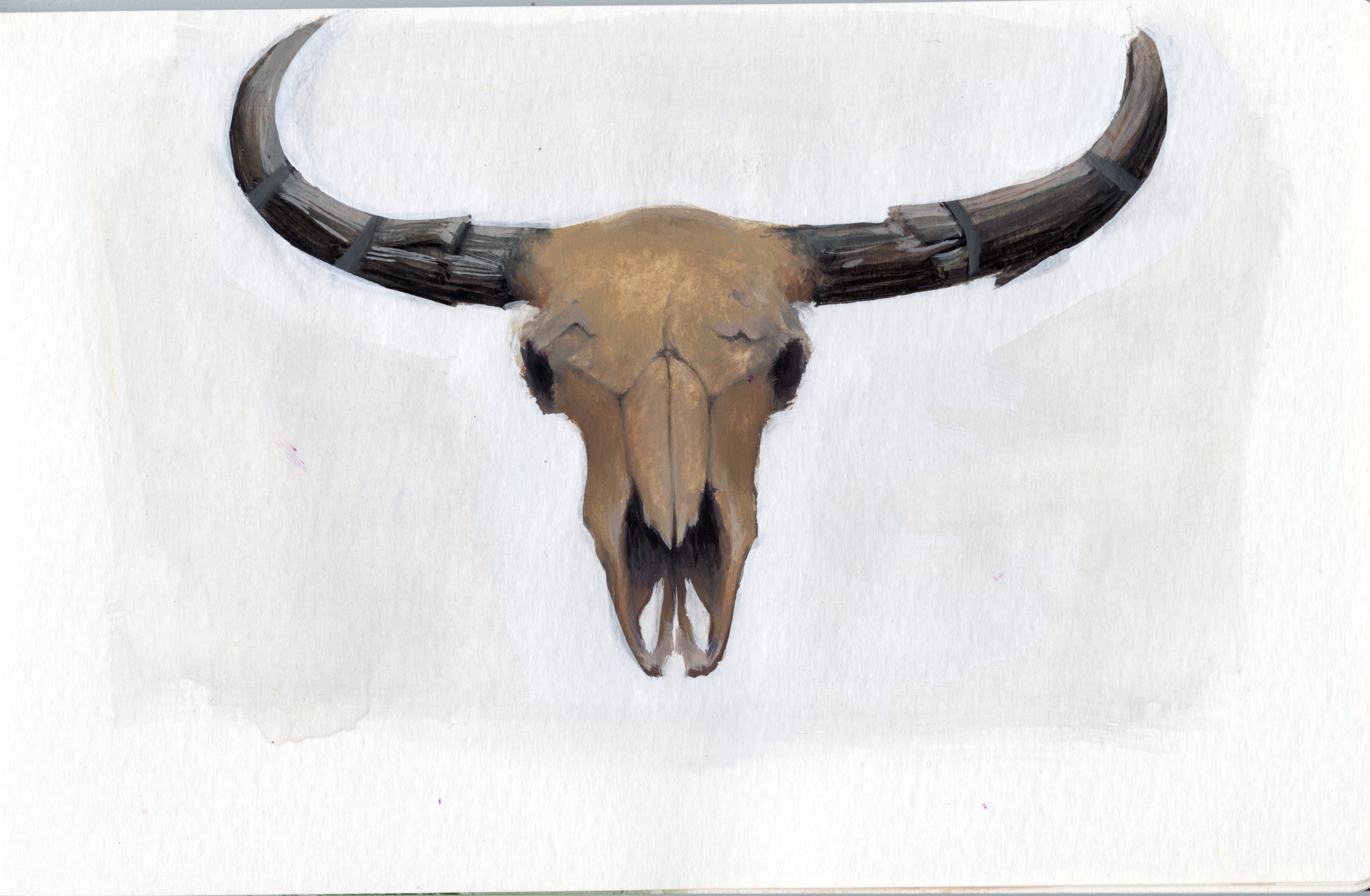 Buffalo Skull Study,
Gouache
5x3,
2023