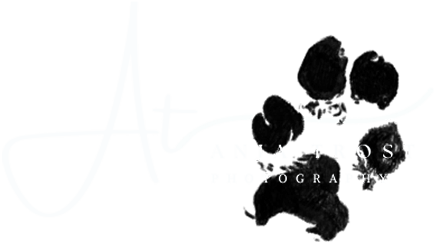 Anja Trost Photography