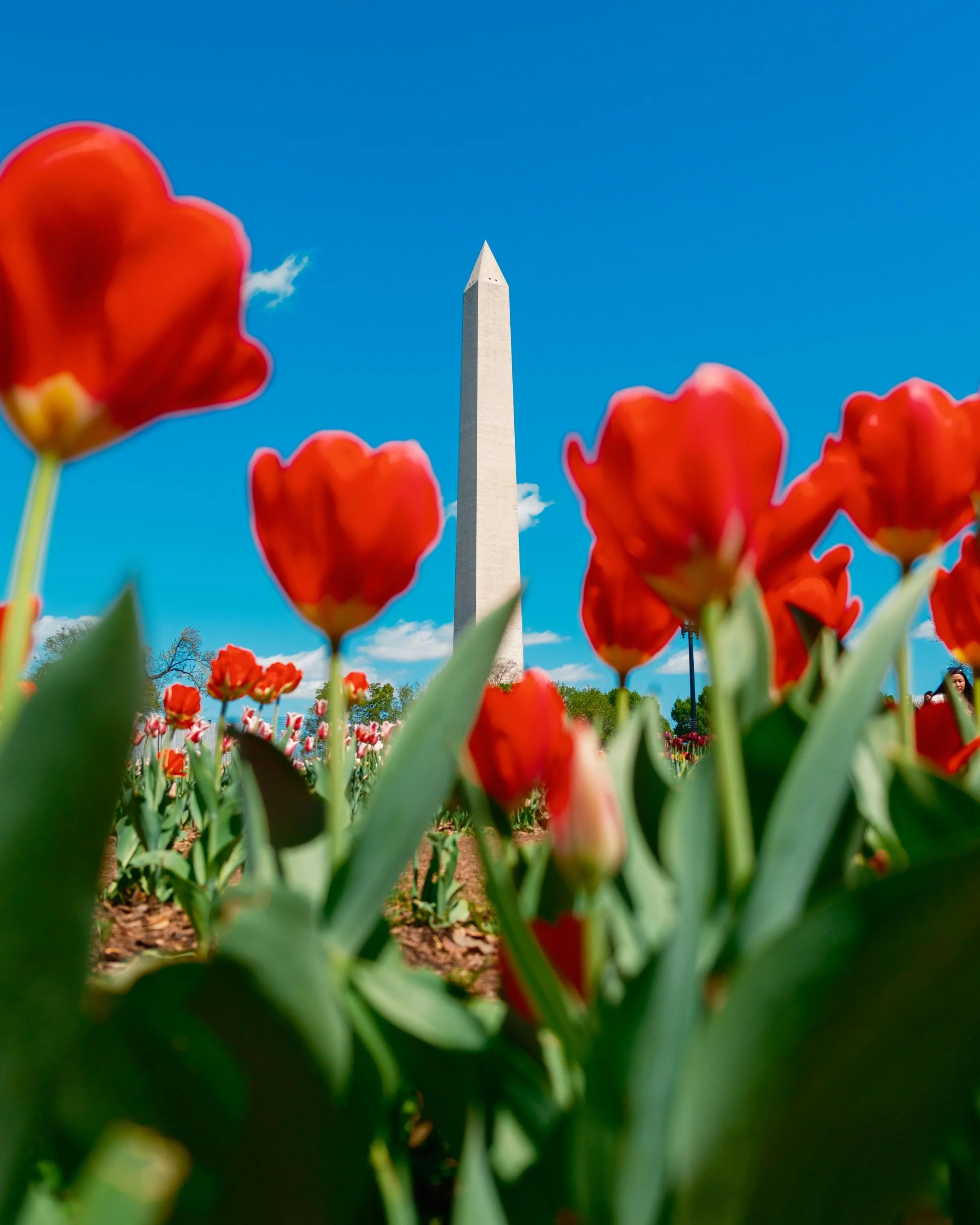 🏛️ DC &bull; April 2026 &bull; Fuji X-T5 🌷

April flowers bring May showers? How does it go?