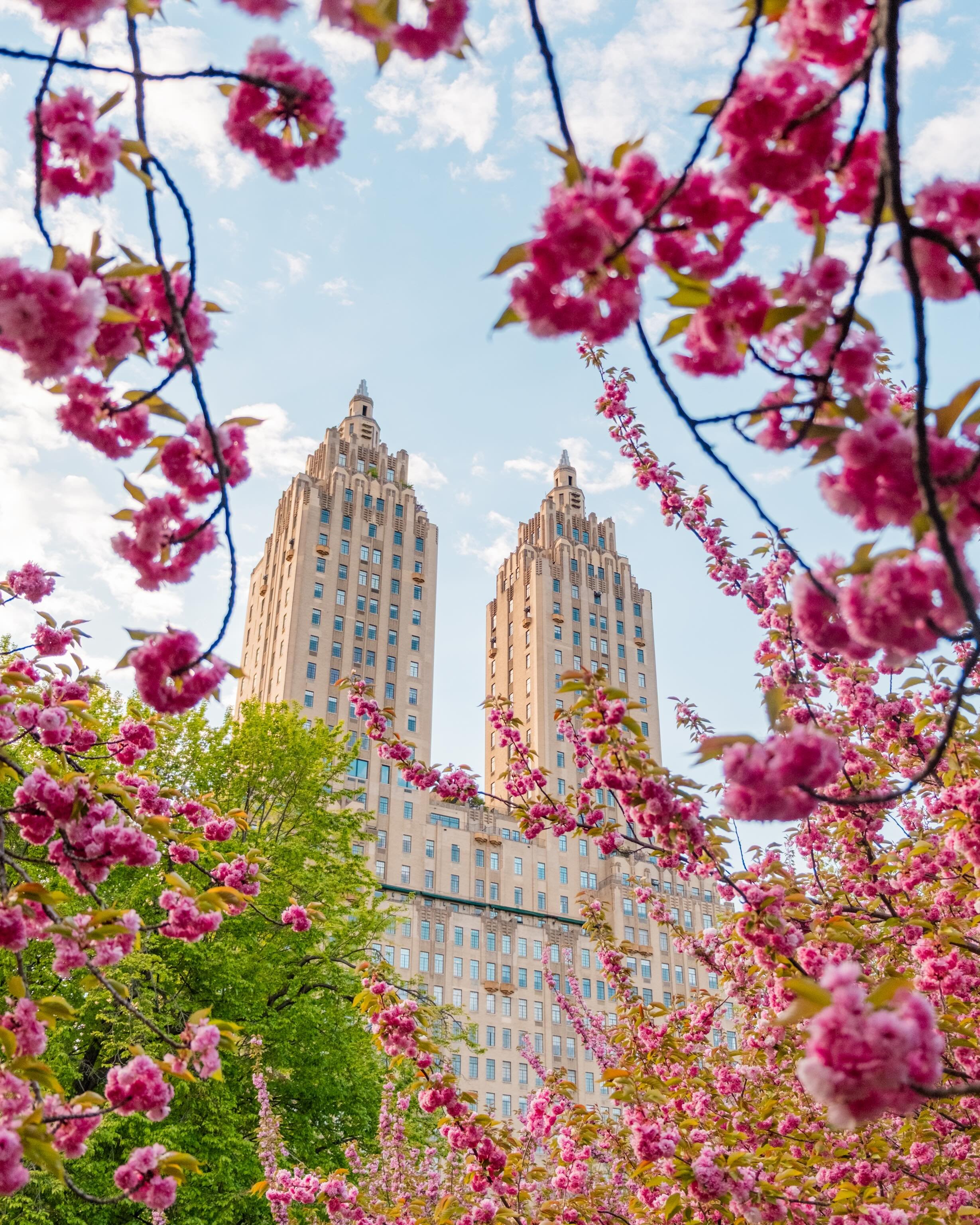 🌸 Spring in NYC &bull; April 2026 &bull; Fuji X-T5

This the type of stuff you clear your calendar for. New York City in spring 2026. Cherry blossoms in Central Park.

@fujifilmx_us

#fuji#fujifilm#fujixseries#newyorkstreetphotography#newyorkcity