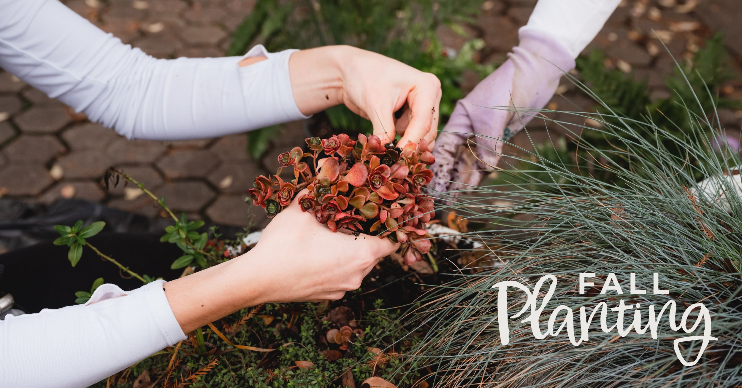 231111_VHD_FallPlanting_FacebookCover.jpg