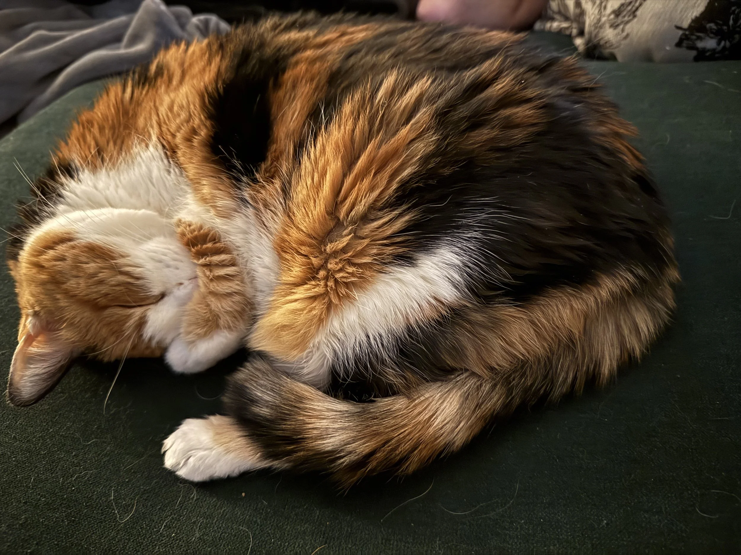 A close-up of a tabby cat lying on a dark surface with its eyes closed and paw near its face.