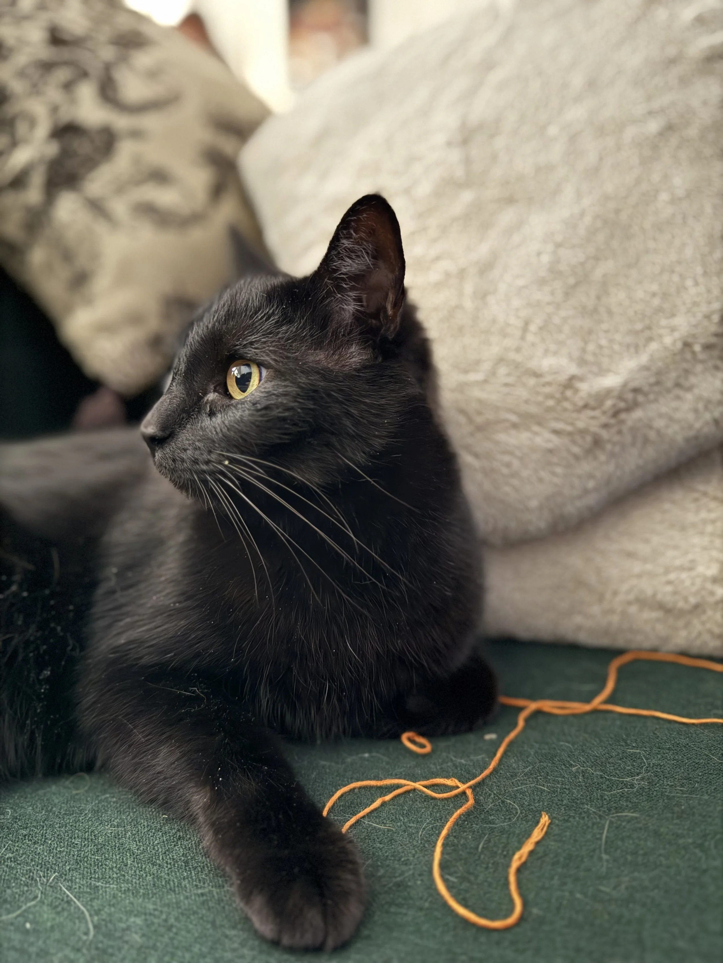 Close-up of a black cat lying on a green surface with orange yarn, with part of a beige sofa and patterned pillow in the background.