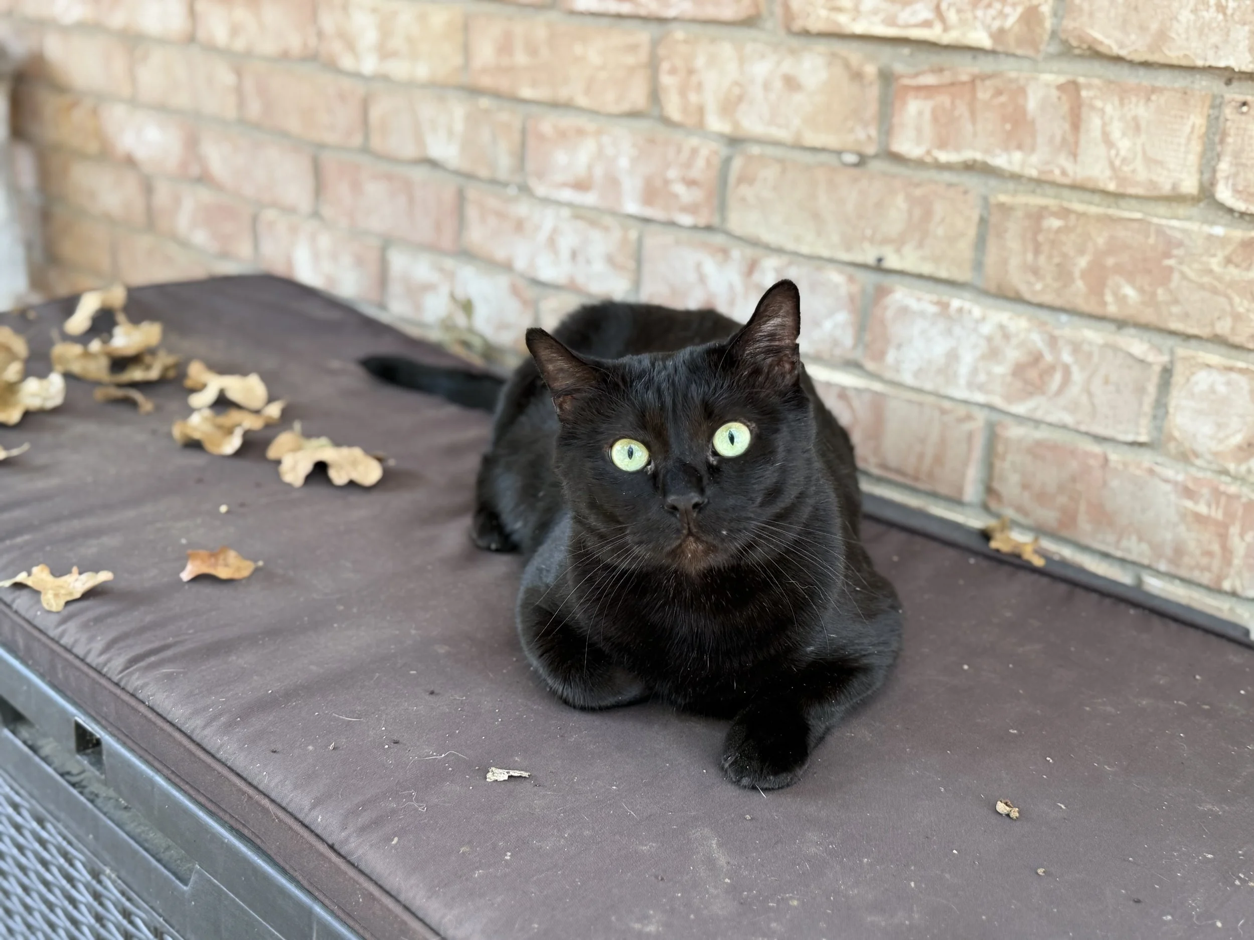 A black cat with green eyes lying on a brown mat against a brick wall, surrounded by some scattered dried leaves.