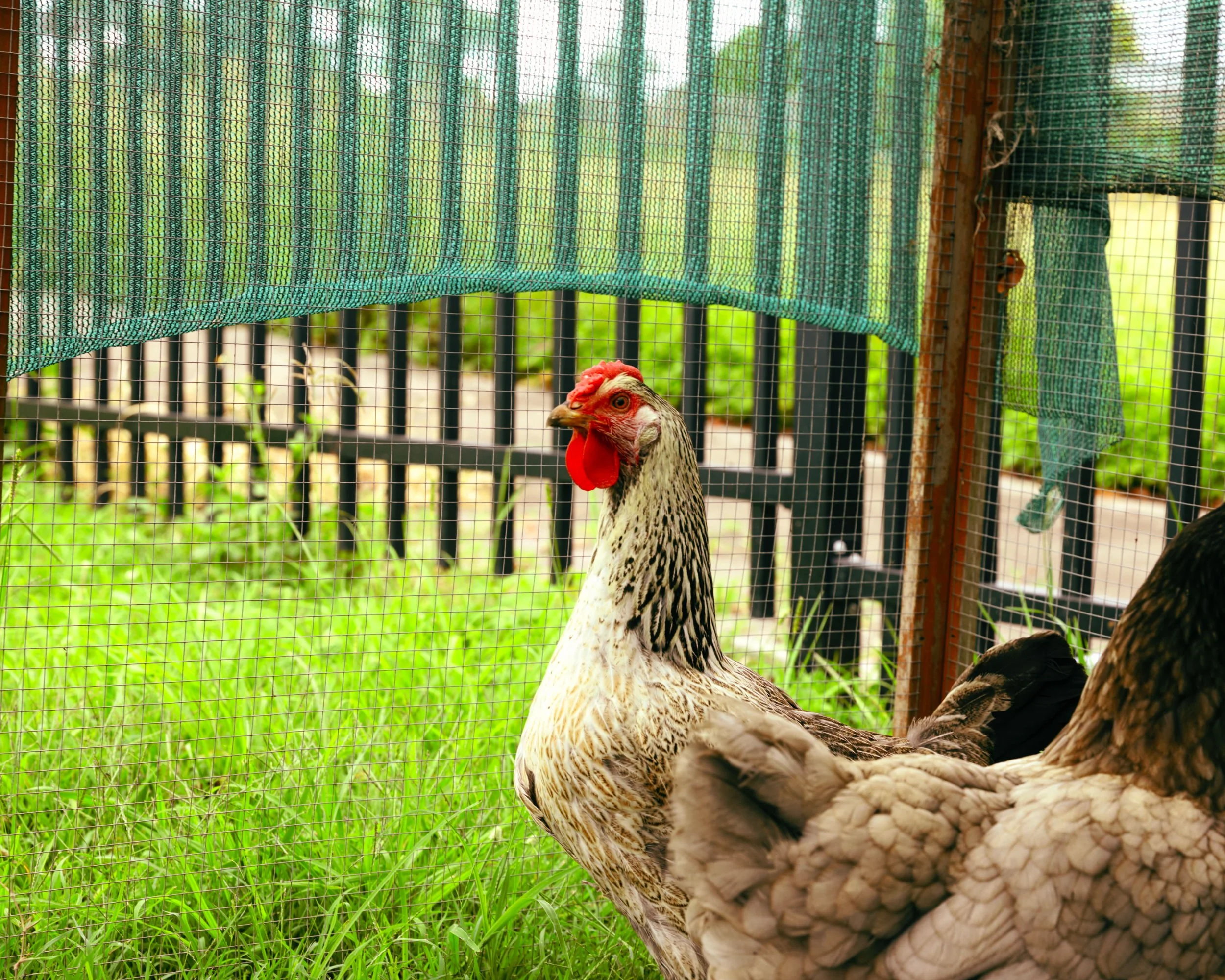 ELT 1 chicken .jpg