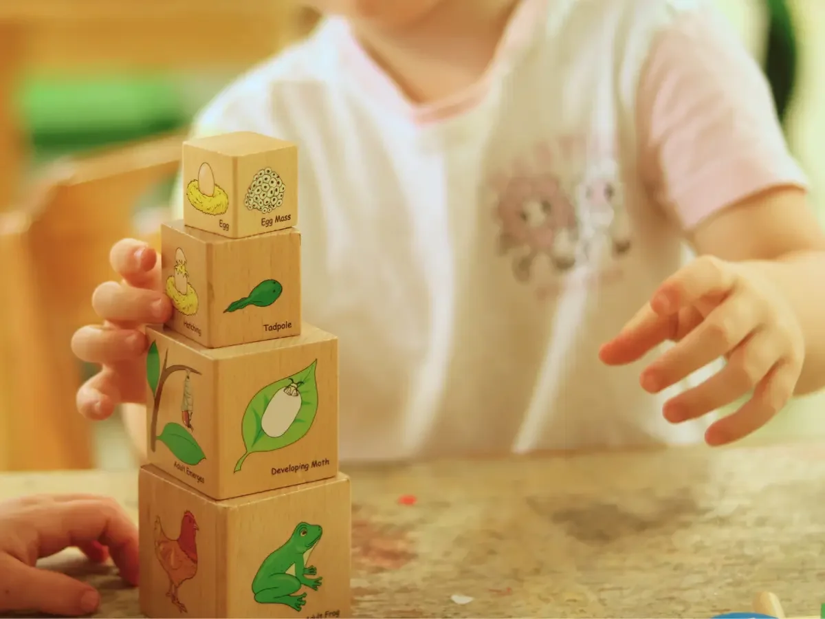 Child stacking a tower of blocks depicting the life cycles of different animals