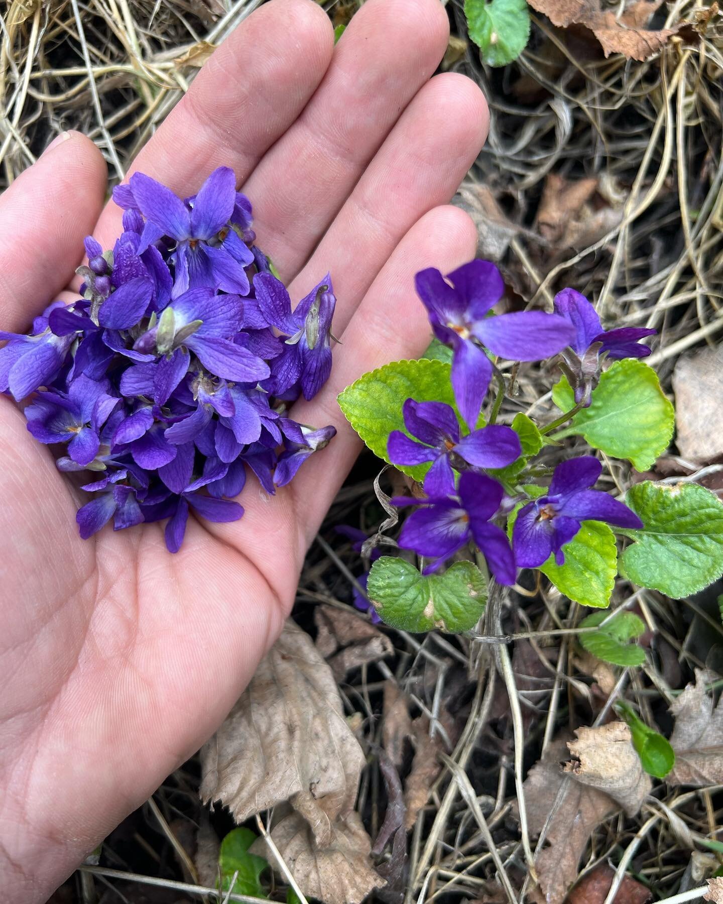 One of my favourite things to do is get outside with the kids and spend some time in nature.

With life shifting with two kiddos foraging looks a little different these days but I was happy to see @okanagan.herbalist out enjoying the first harvest of