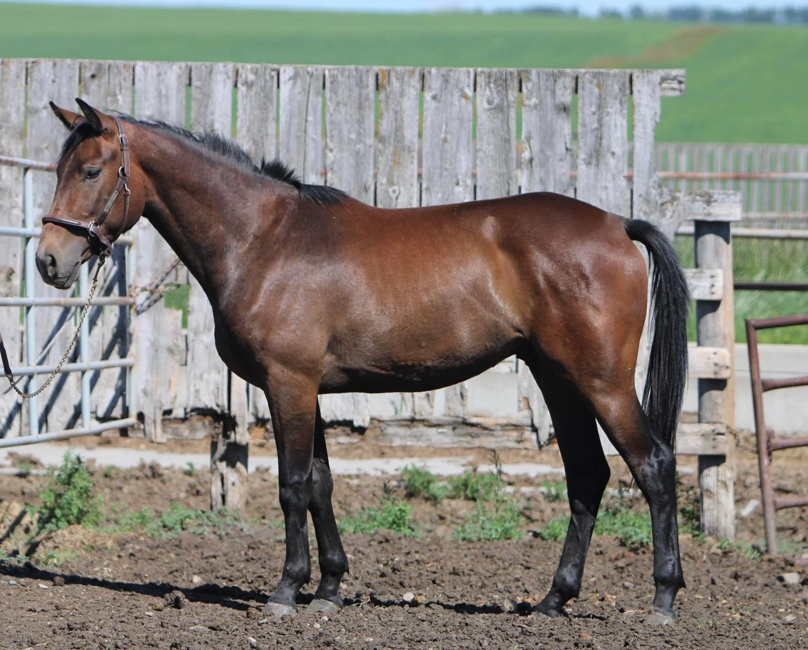 Little Lion 2020.JPG