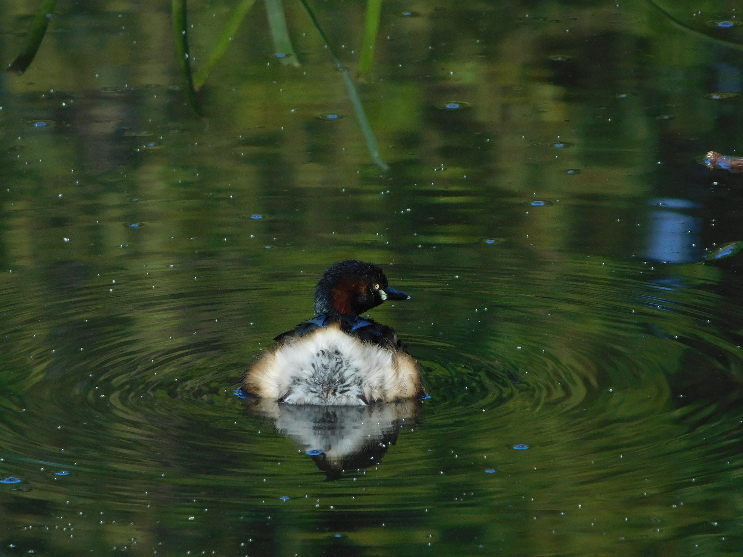 Sean_Seymour_02 - WinsomeOrc (1).JPG