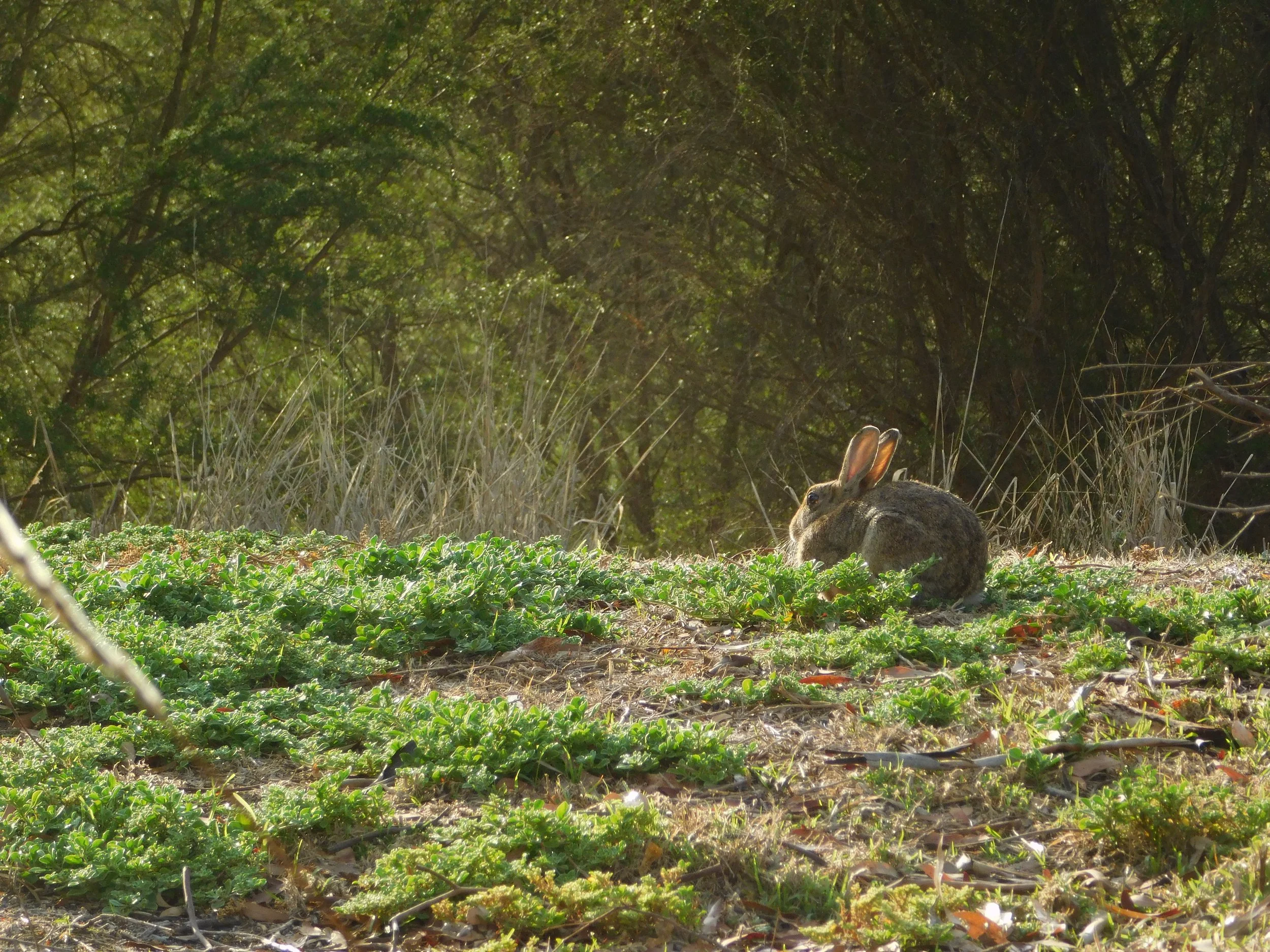 DSCN6957 - WinsomeOrc (1).JPG