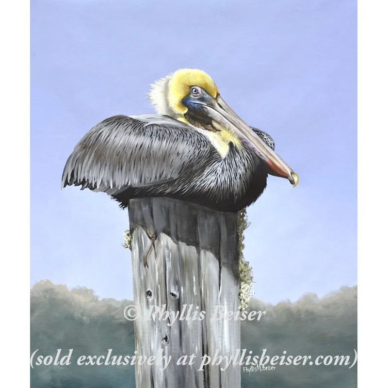 Sanibel Pelican (Canvas Print)