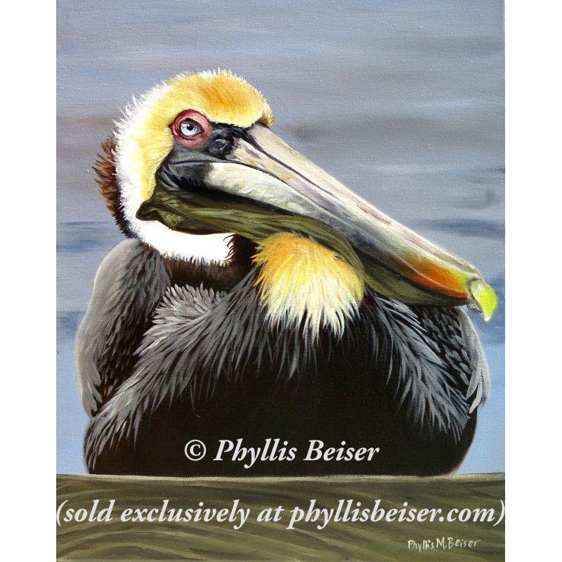 Blue Eyed Pelican