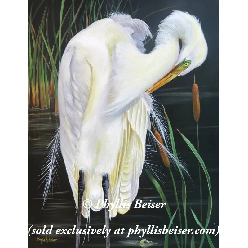 Great Egret In A Cattail Pond