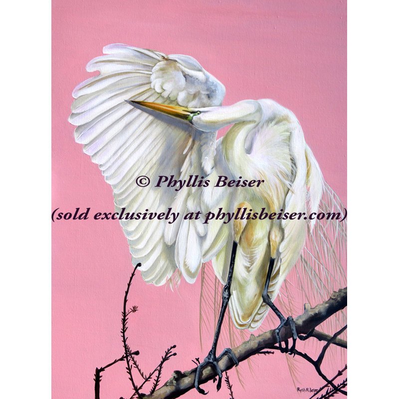 Morning Glory In Coral