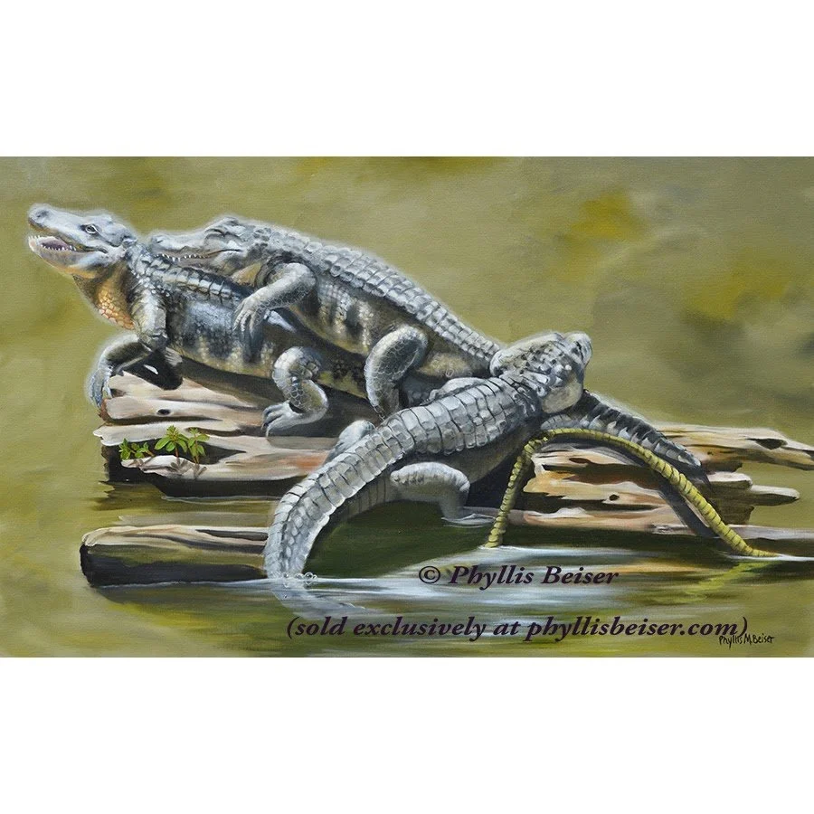 sunny side up gators.jpg