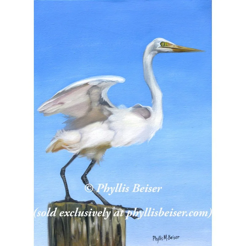 Graceful Egret