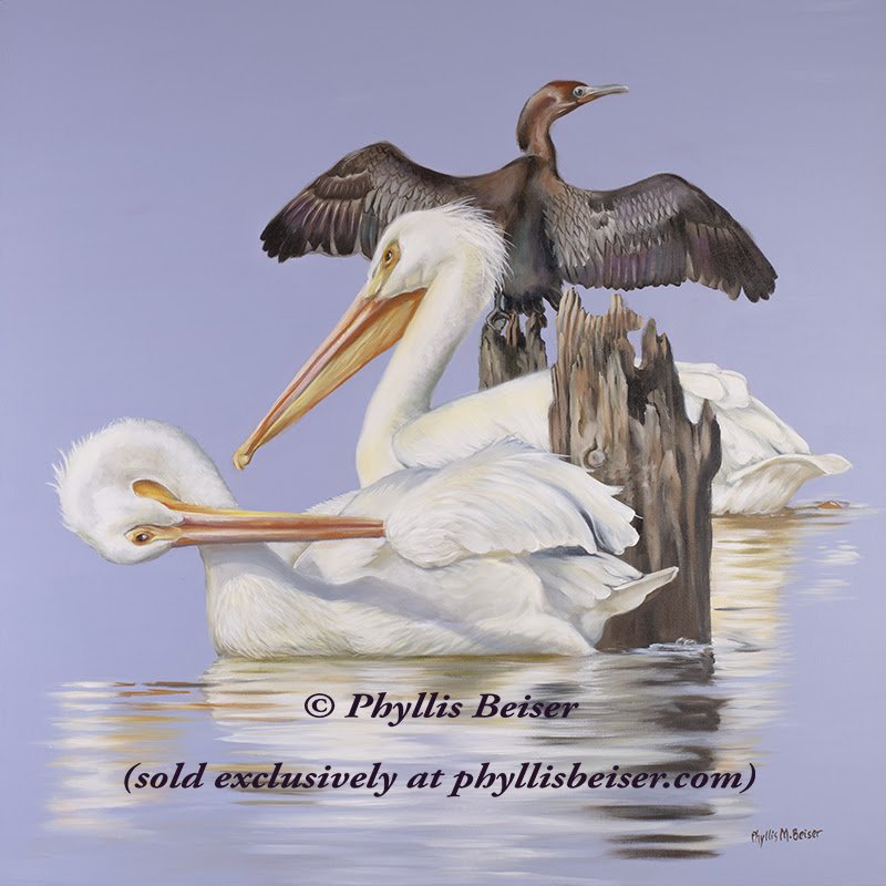 White Pelicans and Cormorant.jpg