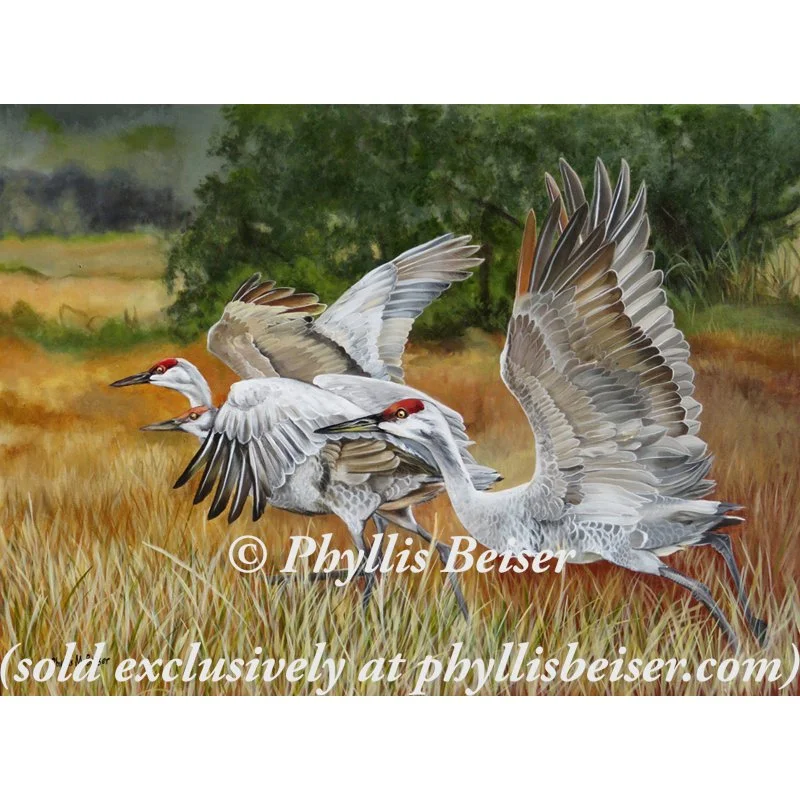 Sandhill Cranes In A Field