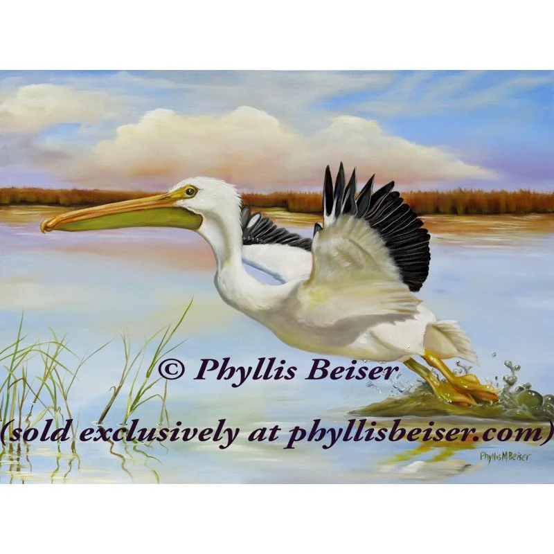White Pelican in the Louisiana Marsh