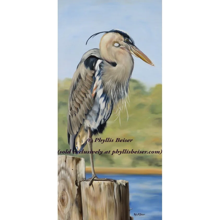 Great Blue Heron Standing