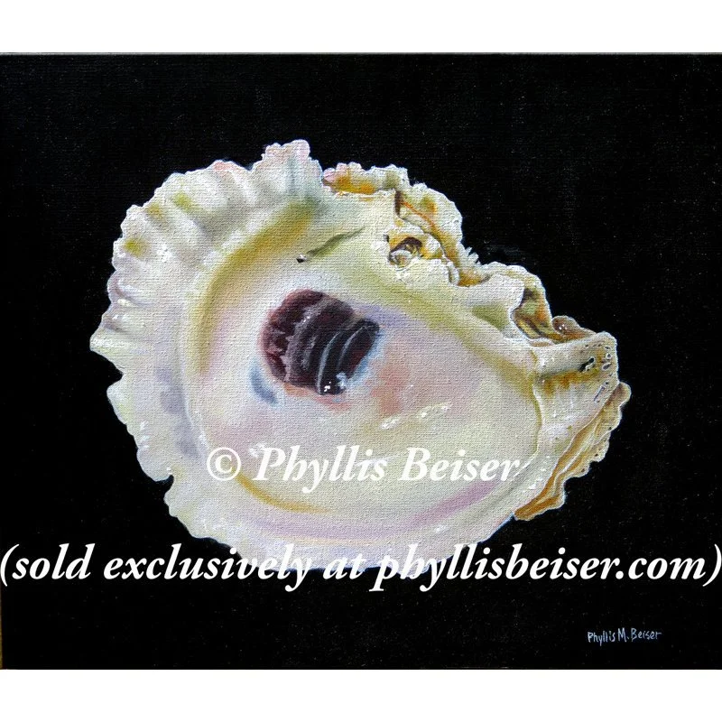 Oyster Shell On Black