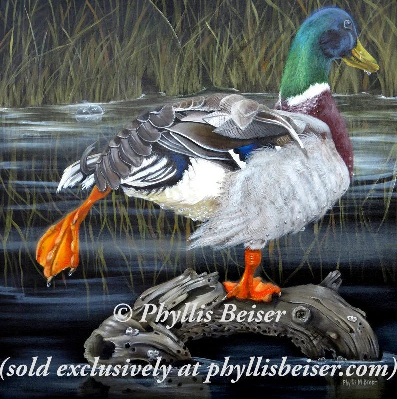 Mallard Duck   (original) SALE