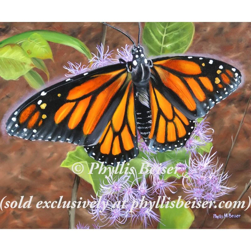 Lovely Monarch Butterfly