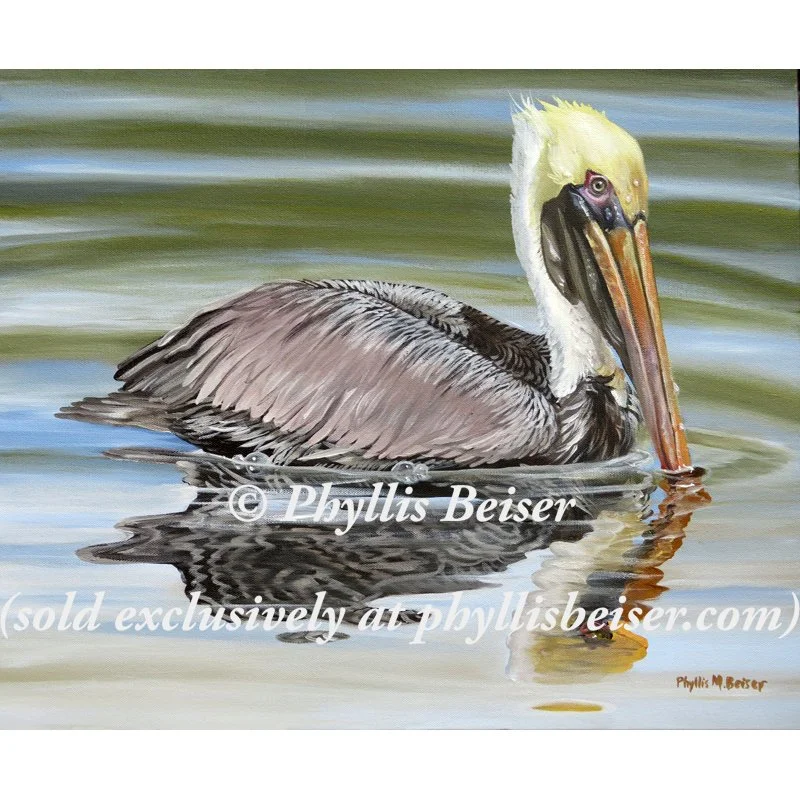 Peaceful Pelican
