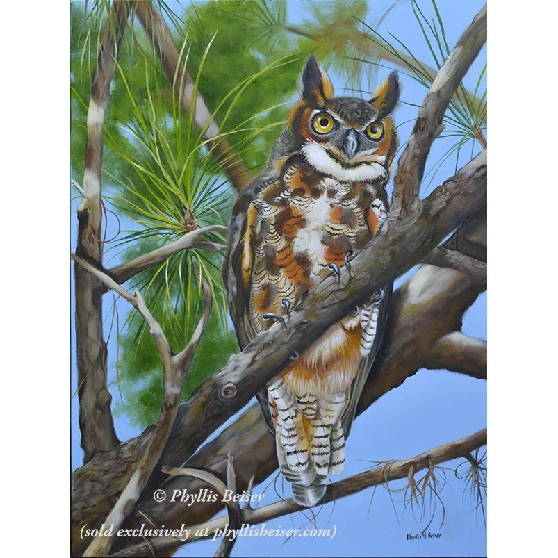 great horned owl in a pine tree.jpg