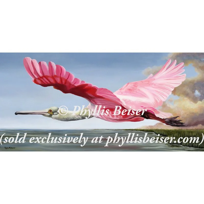 Edwin's Roseate Spoonbill